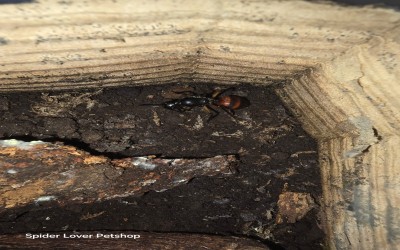 Gigas Queen Kuning / Lobatus gigas / Lobatus gigas